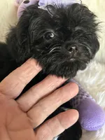 Shiloh, a female Shih Tzu and Poodle - Toy  for sale in Hesperia, CA – 8 of 10