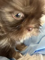 Toby, a male Shih Tzu for sale in Hesperia, CA – 3 of 10