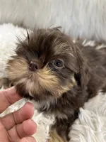 Snookie, a female Shih Tzu for sale in Hesperia, CA – 9 of 10