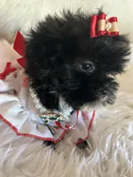 Snookie, a female Shih Tzu and Poodle - Toy  for sale in Hesperia, CA – 9 of 10