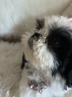 Tod, a male Shih Tzu for sale in Hesperia, CA – 8 of 10