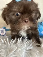 Toby, a male Shih Tzu for sale in Hesperia, CA – 9 of 10