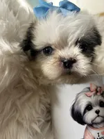 Blue, a male Shih Tzu for sale in Hesperia, CA – 3 of 10
