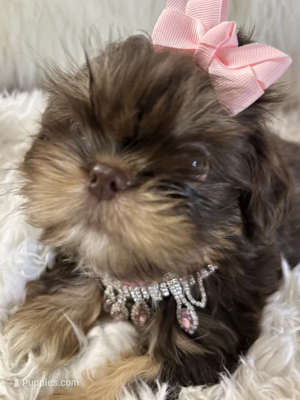 Mocha – Shih Tzu puppy for sale in Hesperia, CA