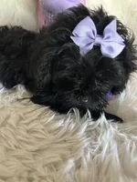 Izzy, a female Shih Tzu and Poodle - Toy  for sale in Hesperia, CA – 9 of 10