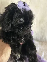 Shiloh, a female Shih Tzu and Poodle - Toy  for sale in Hesperia, CA – 9 of 10