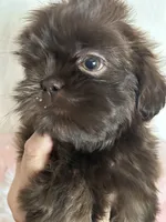Coco, a female Shih Tzu for sale in Hesperia, CA – 9 of 10