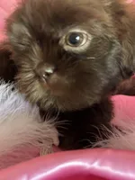 Coco, a female Shih Tzu for sale in Hesperia, CA – 7 of 10