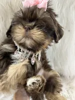 Mocha, a female Shih Tzu for sale in Hesperia, CA – 10 of 10