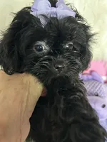 Izzy, a female Shih Tzu and Poodle - Toy  for sale in Hesperia, CA – 8 of 10