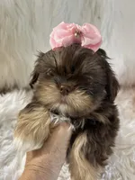Snookie, a female Shih Tzu for sale in Hesperia, CA – 6 of 10