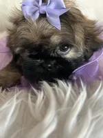 Shy, a female Shih Tzu for sale in Hesperia, CA – 10 of 10