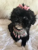 Snookie, a female Shih Tzu and Poodle - Toy  for sale in Hesperia, CA – 7 of 10