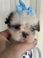 Blue, a male Shih Tzu for sale in Hesperia, CA – 7 of 10
