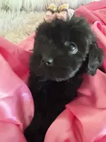 Sugar, a female Shih Tzu and Poodle - Toy  for sale in Hesperia, CA – 4 of 10