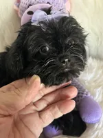 Izzy, a female Shih Tzu and Poodle - Toy  for sale in Hesperia, CA – 7 of 10