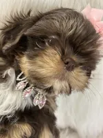 Mocha, a female Shih Tzu for sale in Hesperia, CA – 7 of 10