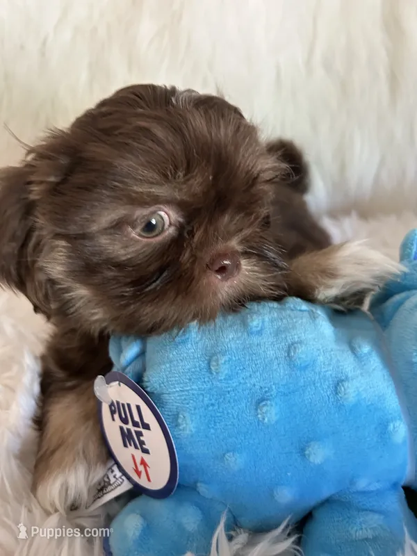 Toby – Shih Tzu puppy for sale in Hesperia, CA