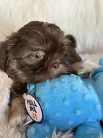 Toby, a male Shih Tzu for sale in Hesperia, CA – 1 of 10