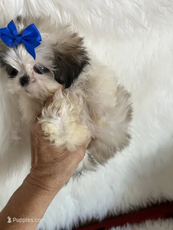 Bret – Shih Tzu puppy for sale in Hesperia, CA