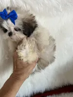 Bret, a male Shih Tzu for sale in Hesperia, CA – 1 of 10