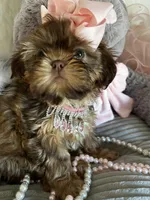 Puppy five, a female Shih Tzu for sale in Hesperia, CA – Photo 10 of 10