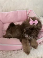 Puppy five, a female Shih Tzu for sale in Hesperia, CA – Photo 3 of 10