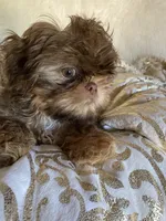 Puppy five, a female Shih Tzu for sale in Hesperia, CA – Photo 2 of 10