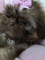 Puppy five, a female Shih Tzu for sale in Hesperia, CA – Photo 4 of 10