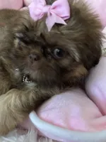 Puppy five, a female Shih Tzu for sale in Hesperia, CA – Photo 6 of 10