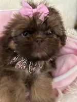 Puppy five, a female Shih Tzu for sale in Hesperia, CA – Photo 7 of 10