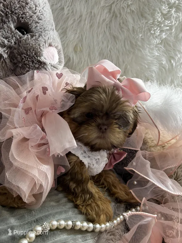 Puppy five – Shih Tzu puppy for sale in Hesperia, CA