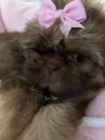 Puppy five, a female Shih Tzu for sale in Hesperia, CA – Photo 8 of 10