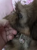 Puppy five, a female Shih Tzu for sale in Hesperia, CA – Photo 5 of 10