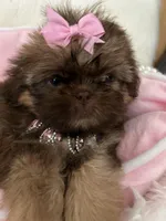 Puppy five, a female Shih Tzu for sale in Hesperia, CA – Photo 9 of 10