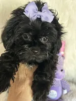 Izzy, a female Shih Tzu and Poodle - Toy  for sale in Hesperia, CA – 6 of 10