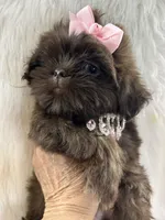 Coco, a female Shih Tzu for sale in Hesperia, CA – 4 of 10