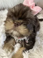 Snookie, a female Shih Tzu for sale in Hesperia, CA – 10 of 10