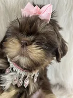 Snookie, a female Shih Tzu for sale in Hesperia, CA – 3 of 10