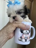 Blue, a male Shih Tzu for sale in Hesperia, CA – 5 of 10