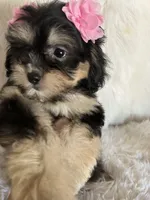 Phantom, a female Shih Tzu and Poodle - Toy  for sale in Hesperia, CA – 6 of 10