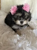 Phantom, a female Shih Tzu and Poodle - Toy  for sale in Hesperia, CA – 10 of 10
