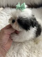 Tod, a male Shih Tzu for sale in Hesperia, CA – 9 of 10