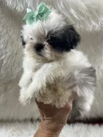 Tod, a male Shih Tzu for sale in Hesperia, CA – 5 of 10