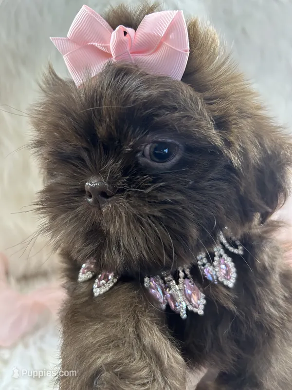 Coco – Shih Tzu puppy for sale in Hesperia, CA