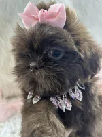 Coco, a female Shih Tzu for sale in Hesperia, CA – 1 of 10