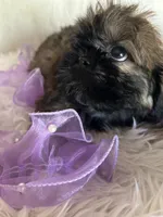 Shy, a female Shih Tzu for sale in Hesperia, CA – 6 of 10