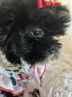 Snookie, a female Shih Tzu and Poodle - Toy  for sale in Hesperia, CA – 8 of 10