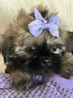 Shy, a female Shih Tzu for sale in Hesperia, CA – 7 of 10