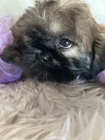 Shy, a female Shih Tzu for sale in Hesperia, CA – 8 of 10